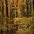 Autumn at Caesars Creek II
