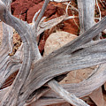 Silver Wood