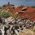Tangled Juniper