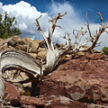 The Beautiful Remnant