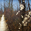 The Shining Path